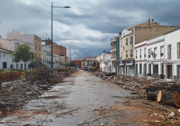 Ecologistas en Acción critica la retirada de árboles de la calle Ancha y el Consistorio defiende la actuación